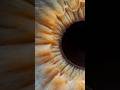 Eye's photography closes ever ! #eyes #macrophotography #photography #irisphotography #iris #macro