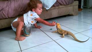 Baby feeding Bearded Dragon