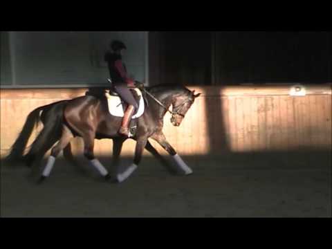 5 j  Stute v.  Fürstenball x Stedinger