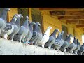 A Day in the Life of Young Racing Pigeons