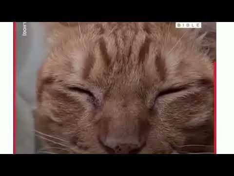 #shorts the Funniest cat ever