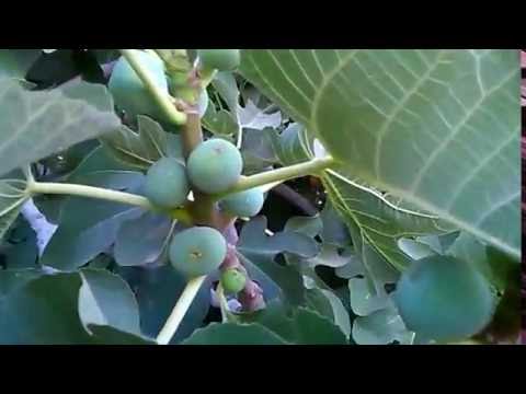 η αιωνία  συκή