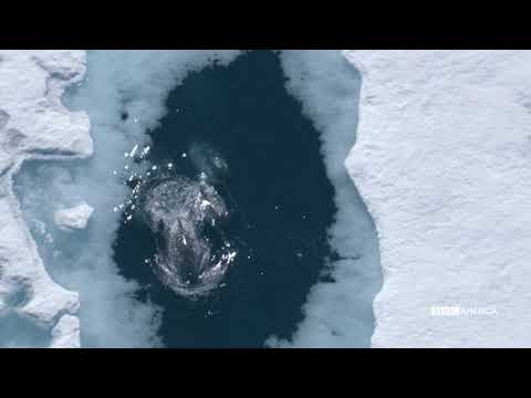 1000英里冰雪公路。大自然的偉大事件｜BBC美國頻道 - Powered by Discuz! (1000 Mile Ice Highway: A Narwhal Journey | Nature's Great Events | BBC America)