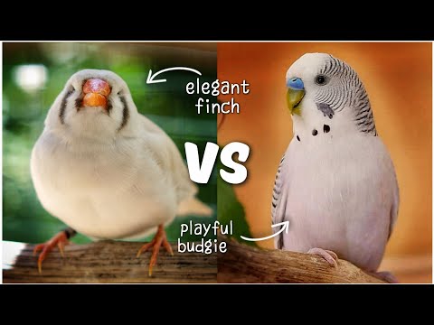 Pet Bird Comparison: Budgie VS Zebra Finch 🐦✨