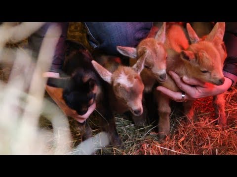 Goat quintuplets surprise local farm