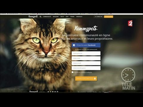 Les animaux : stars du Web !