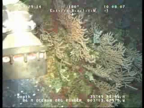 Red coral in the Alboran Sea