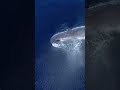 Sperm whales are the loudest animal on earth 📢💥📈💯