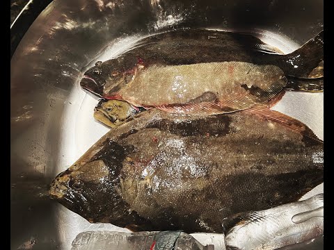 Early Season Fluke Fishing Part 3 (Conditions + Wrap-up)