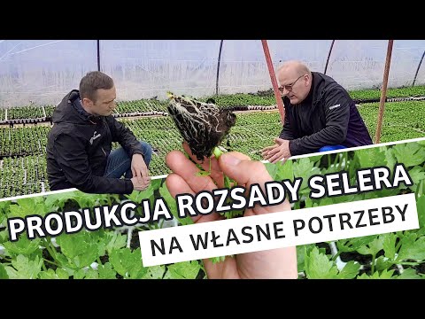 Produkcja rozsady selera - na własne potrzeby
