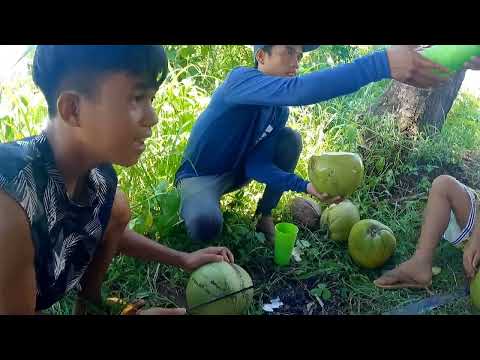 Ep152-Part2: May nakasama sa bukid- gapangan ng patola
