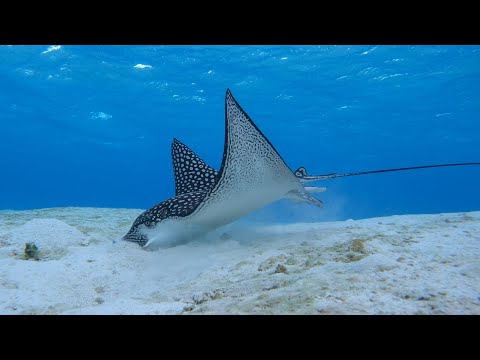 The Leopard Ray's meal. She scans the sand with her Lorenzini ampoules, then eats..