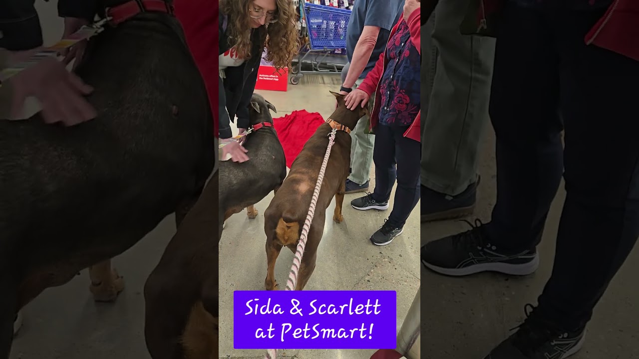 Sida May, a Adoptable Doberman Pinscher in Evergreen, CO video 2/6