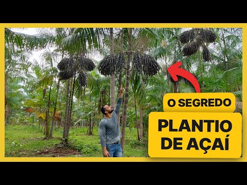 Planting Açaí | How many seedlings to plant per hole?