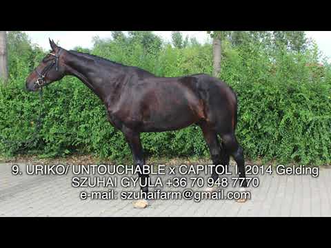 9  URIKO: UNTOUCHABLE x CAPITOL I  2014 Gelding