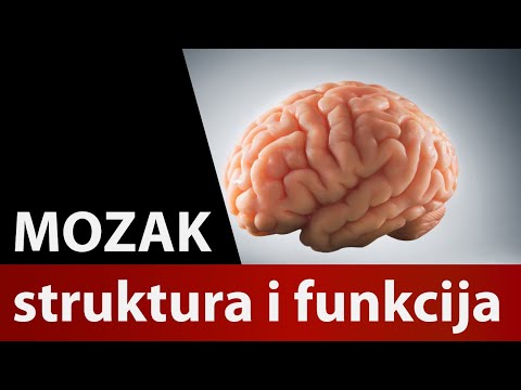 Mozak struktura i funkcija Osnove Dr#n7