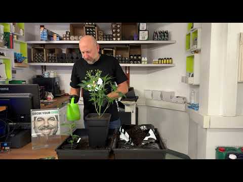Stecklinge einpflanzen wie ein Profi – Tutorial mit Roland von plants4friends