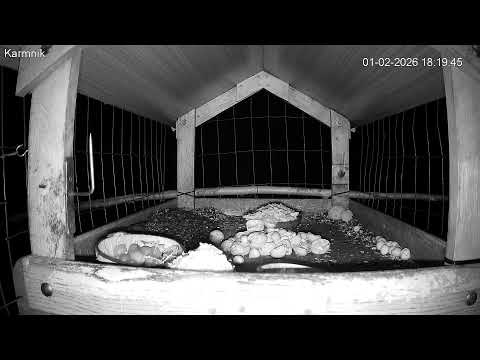 Solińskie ptaki i inne zwierzaki – karmnik na żywo Bieszczady, Jezioro Solińskie, Polańczyk (FullHD)