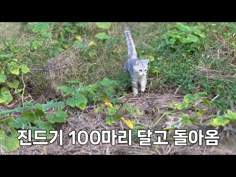 산골짜기에 살면 사람도 고양이도 사이좋게 진드기에 물림.