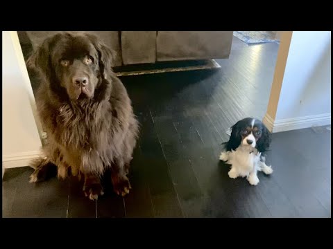 Newfie and Cavalier make feeding time adorable #Shorts