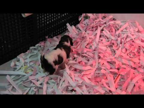 Mesha and Royce Litter