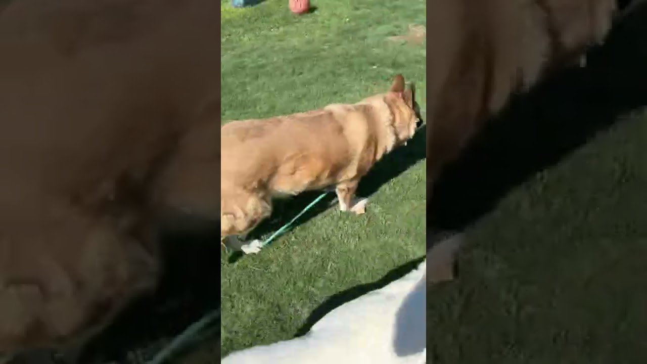 Enlarge May, a Adoptable Husky in Yuma, AZ video 5/6