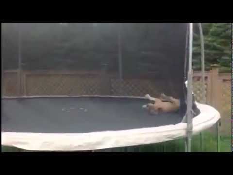 La mejor rutina en trampolin de un Bulldog
