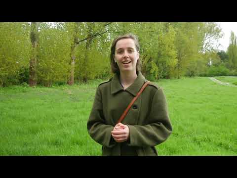 Selwerderhof, Groningen: kap van 100 populieren en wilgen 2020-2025