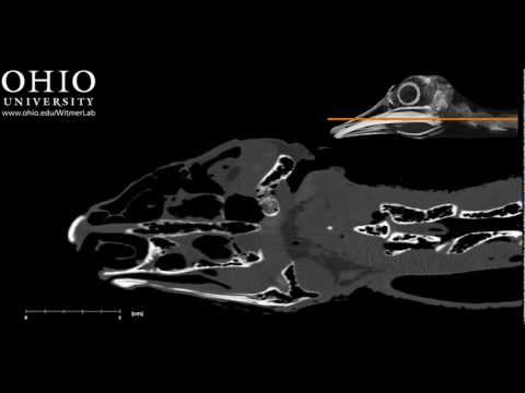 Ostrich head and skull - horizontal CT scan slices
