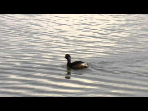 Zampullin común ( Tachybaptus ruficollis )