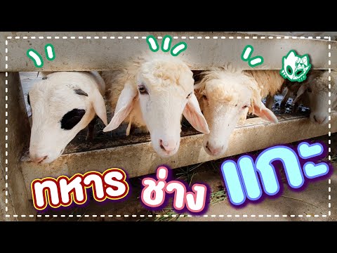 ฟาร์มแกะทหารช่าง