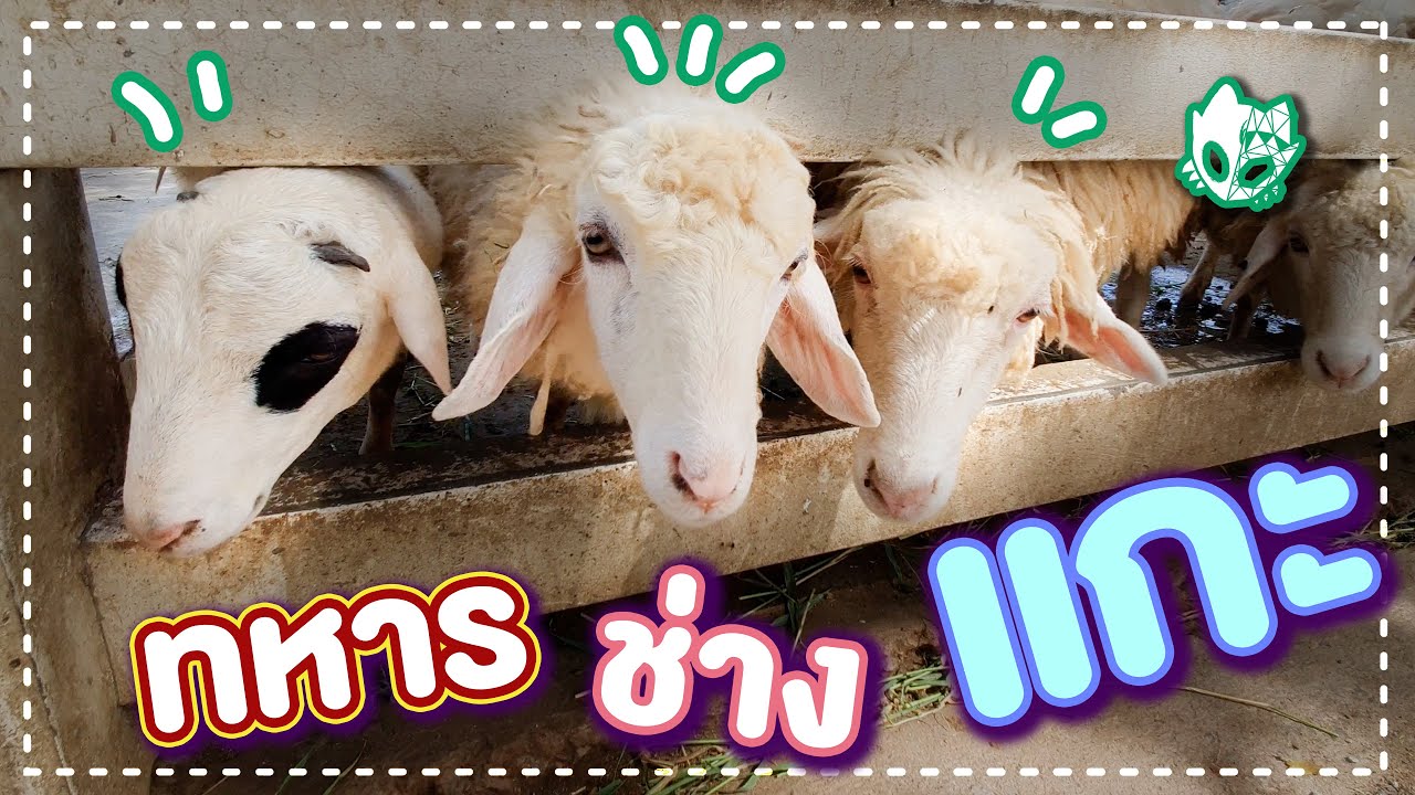 ฟาร์มแกะทหารช่าง