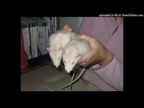 Molchat Doma x Mareux x Darkwave (Prod. Flex Dolph)