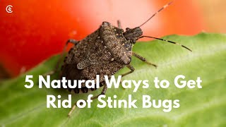 How to Get Rid of Stink Bugs Naturally
