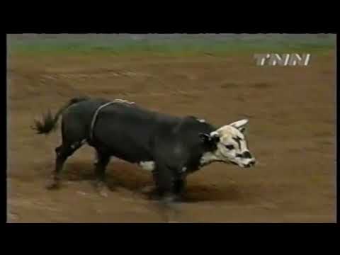 Law Dog bucks Tony Mendes - 00 PBR Worcester