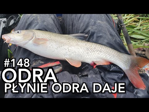 #148 The Odra flows, the Odra gives. A difficult classic feeder.