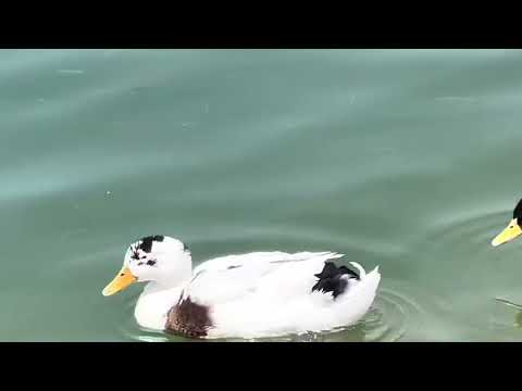 Ducks quacking, eating and splashing on the river - Relaxing Sounds of Nature