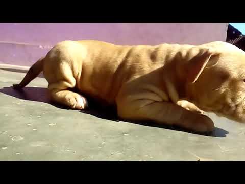 Puppies Pitbull umur 1 bulan