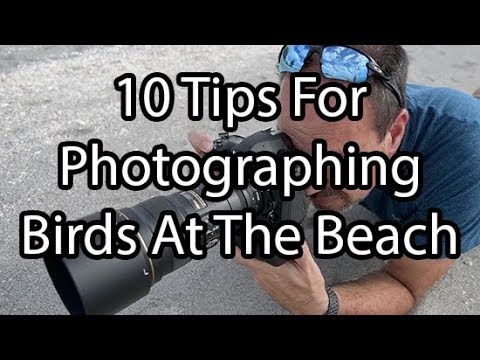 10 Easy Tips For Photographing Birds At The Beach