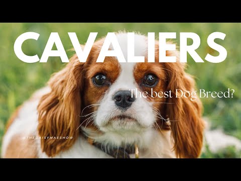 Lohnt es sich, im Jahr 2025 einen Cavalier King Charles Spaniel anzuschaffen?