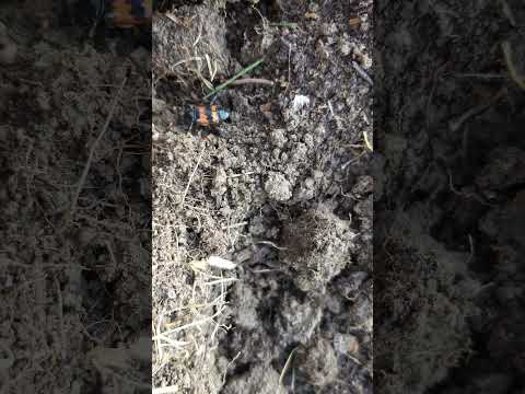 Burying beetle crawling in the soil