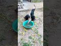 Two Trained Cormorant Bird So Hungry To Eat Fish Never Miss The End Cormorant Birdfish