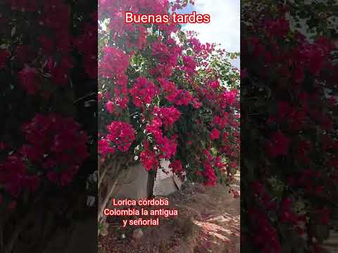 que tú próximo destino sea lorica córdoba Colombia