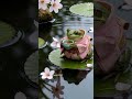Frog Drink Tea