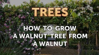 How to Grow a Walnut Tree From a Walnut