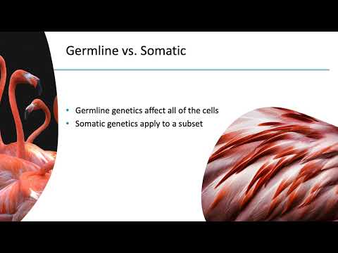 Germline vs. Somatic Variants