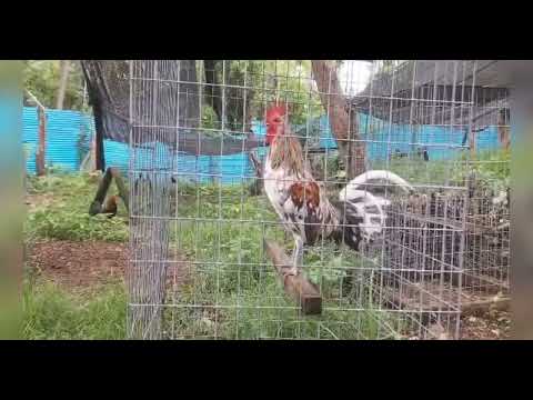 Other Pure Splash Mug Stag