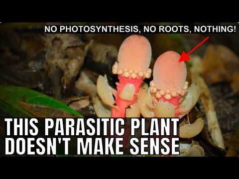Dziwna roślina nie przeprowadza fotosyntezy i udaje grzyba