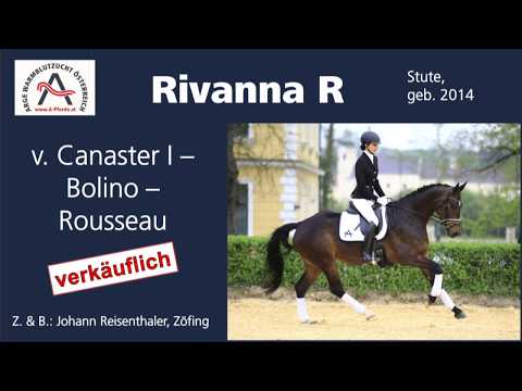 Rivanna R (geb. 2014), v. Canaster I - Bolino - Rousseau  **** ELITE VERKAUFSSCHAU 2019