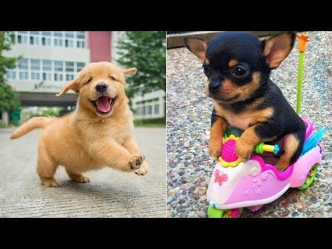 Baby Dogs 🔴 Funny and Cute Dog Videos Compilation #1 | 30 Minutes of Puppy Videos 2025